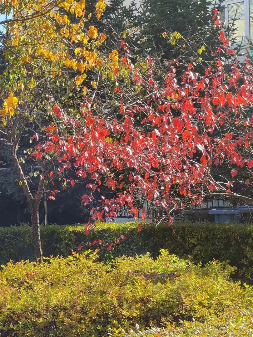 图示, 示意图

中度可信度描述已自动生成:ver1