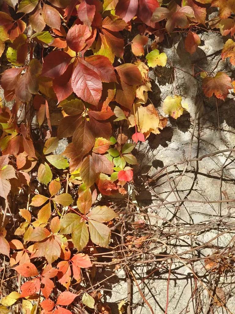 图示, 示意图

中度可信度描述已自动生成:ver1