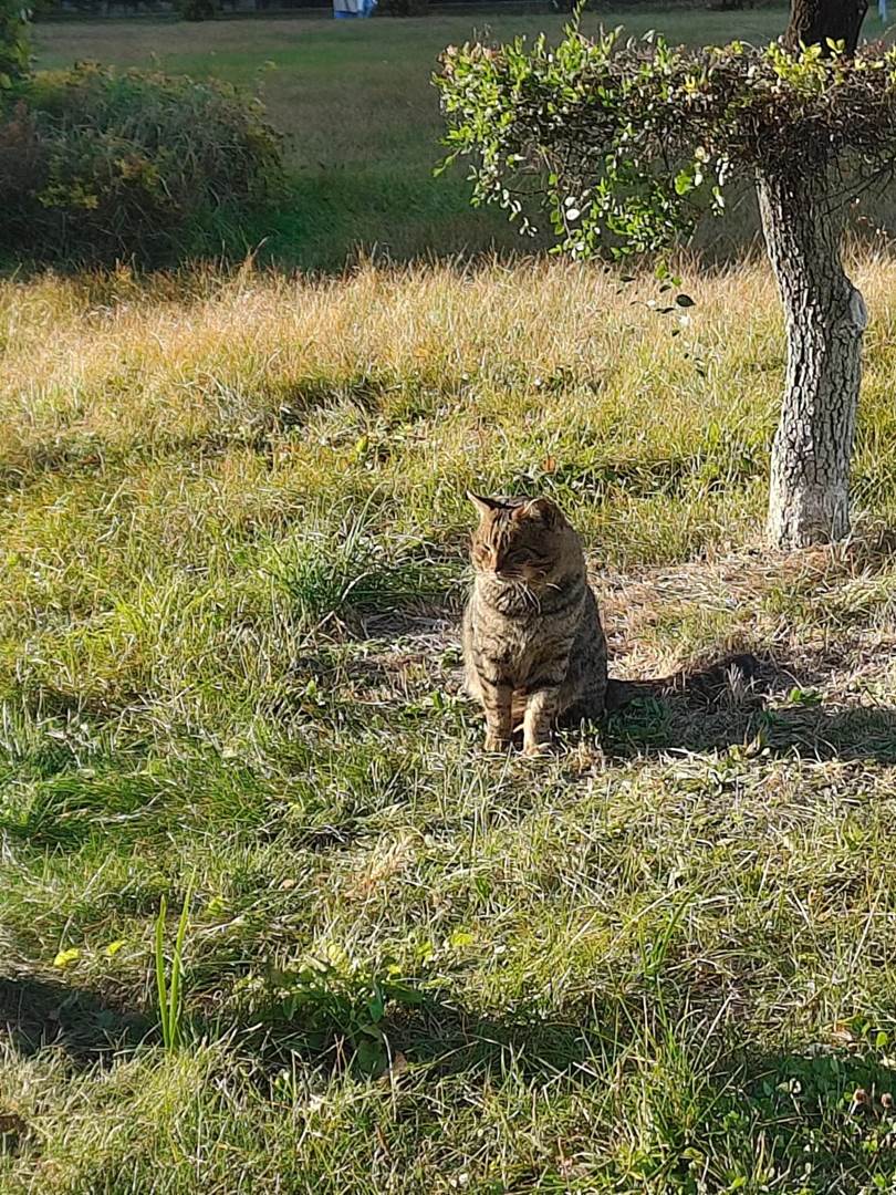 图示, 示意图

中度可信度描述已自动生成:ver1